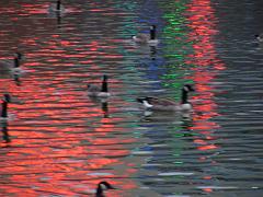 lakes (1308)